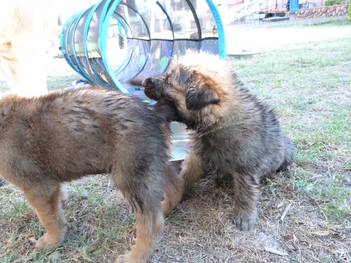 chinook dog